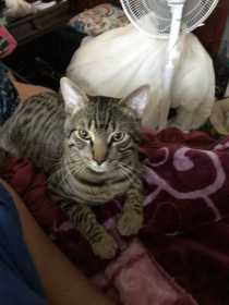 Lost Cat