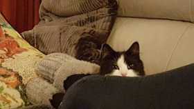 Lost Cat