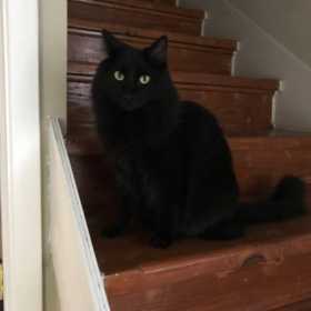 Lost Cat