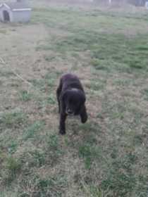 Lost Dog