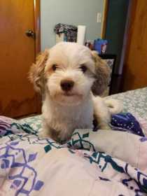 Lost Dog