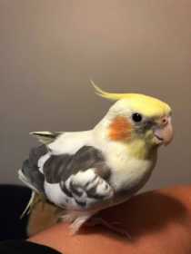 Lost Cockatiel