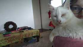 Lost Cat