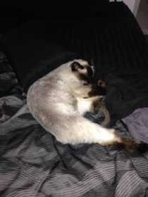 Lost Cat