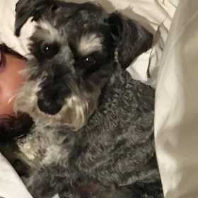 Lost Dog