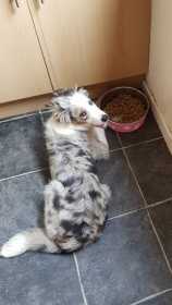 Lost Dog