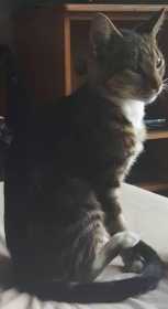 Lost Cat