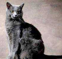 Lost Cat