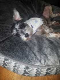 Lost Dog