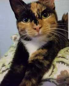 Lost Cat