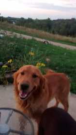 Lost Dog