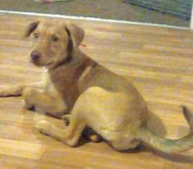 Lost Dog
