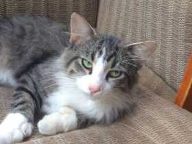 Lost Cat