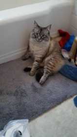 Lost Cat