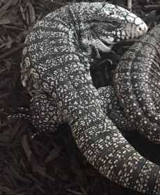 Lost Iguana