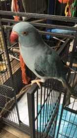 Lost Indian Ringneck Parakeet