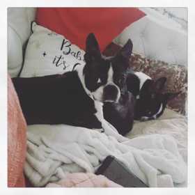 Lost Dog