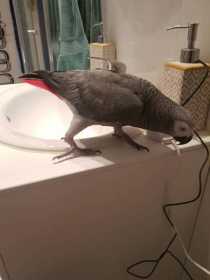 Lost African Grey