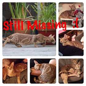 Lost Cat