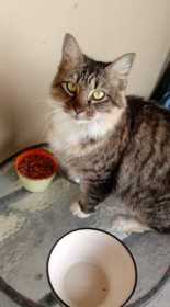 Lost Cat