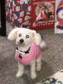 Lost Dog