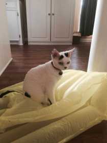 Lost Cat