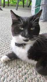 Lost Cat