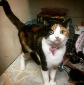 Lost Cat