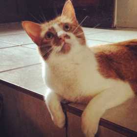Lost Cat