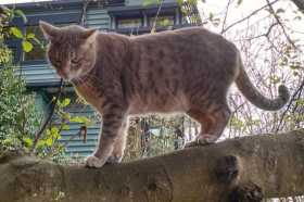 Lost Cat