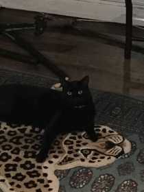 Lost Cat