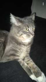 Lost Cat