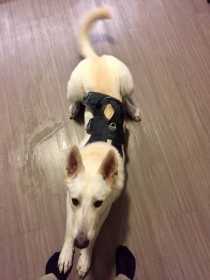 Lost Dog