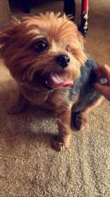 Lost Dog