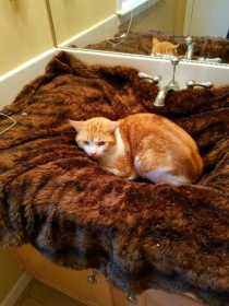 Lost Cat