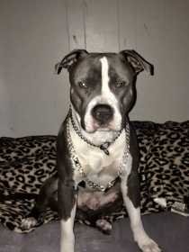 Lost Dog