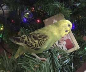 Lost Budgerigar