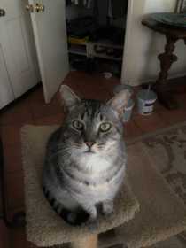 Lost Cat