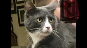 Lost Cat