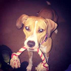 Lost Dog