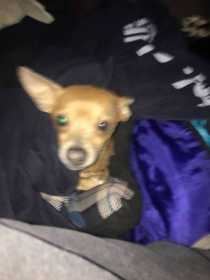 Lost Dog