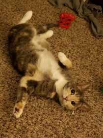 Lost Cat