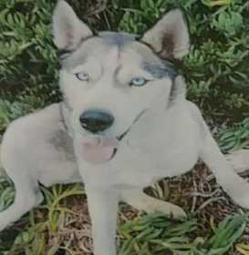 Lost Dog