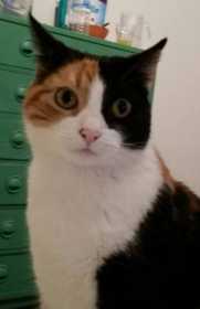 Lost Cat