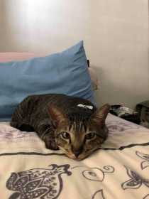 Lost Cat