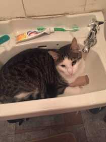 Lost Cat