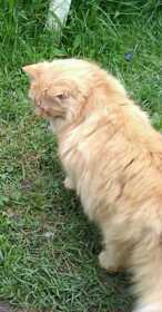 Lost Cat