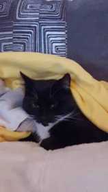 Lost Cat