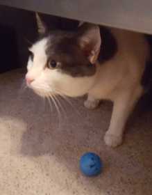 Lost Cat