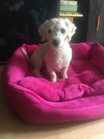 Lost Dog
